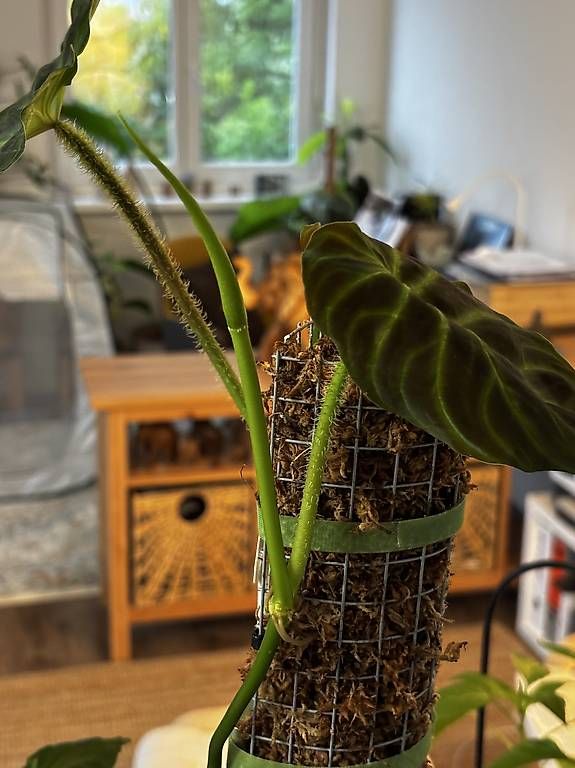 Piante & sementi: Philodendron Verrucosum 'Panther' – Usato da Oberbuchsiten venduto da Muskatellerchen 1