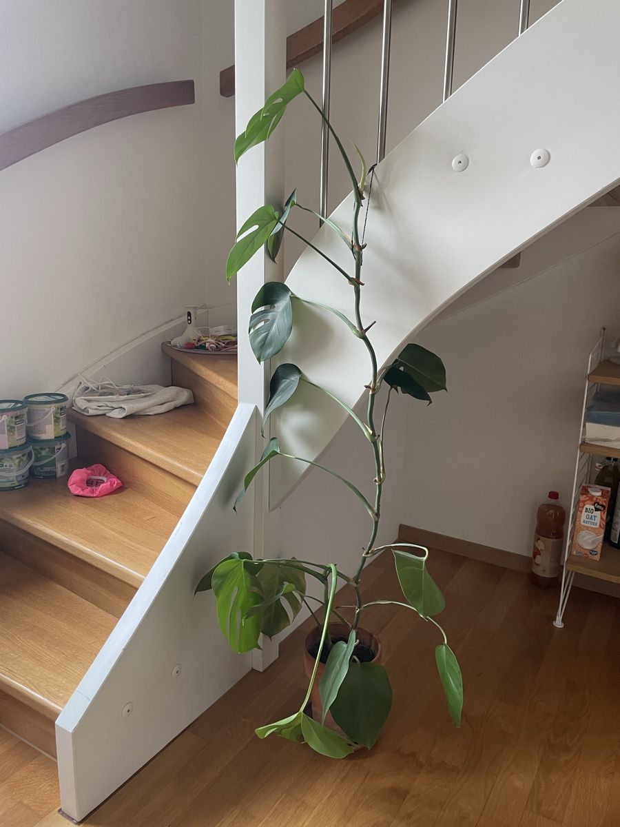 Piante & sementi: Monstera – Nuovo (secondo la descrizione) da zürich venduto da Nanananana
