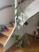 Monstera