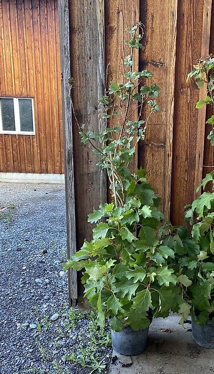 Pflanzen & Samen: Hydrangea Quercifolia 1.80m – Neu (gemäss Beschreibung) aus Happerswil von angela_schlatt