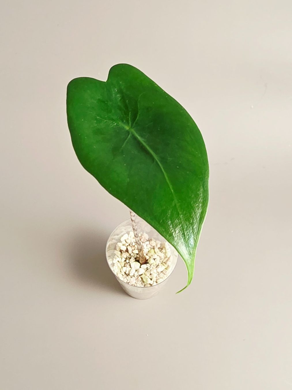 Piante & sementi: Alocasia zebrina – Nuovo (secondo la descrizione) da Gerolfingen venduto da Azora