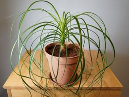 Elefantenfuss Palme