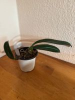Bulbophyllum Elisabeth Ann 'Buckleberry'