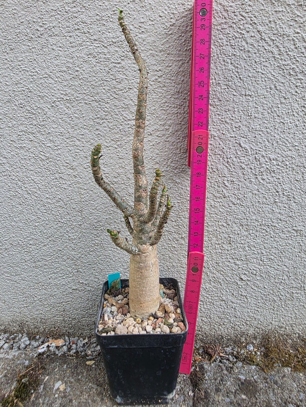Piante & sementi: Adenium arabicum "Black Hawk" / Wüstenrose – Usato da Thalheim venduto da silvara01
