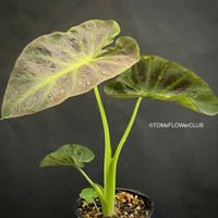 Colocasia Esculenta Aloha - Jungpflanze zum Grossziehen