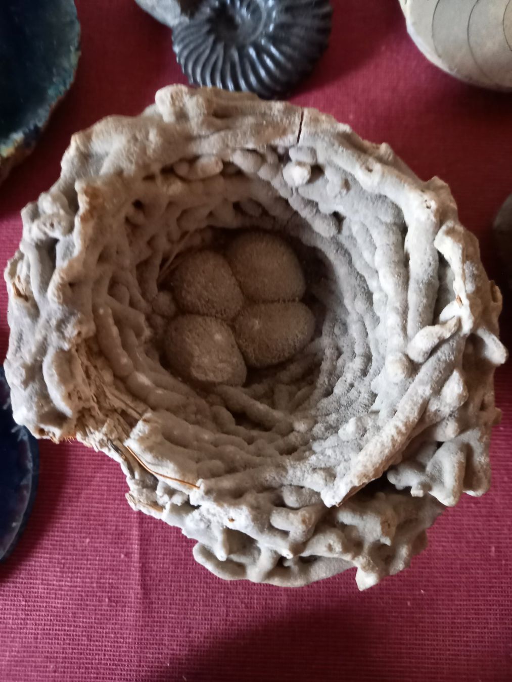 Fossili: Fossiles et minéraux – Usato da Epagny venduto da sig_fj9g 7