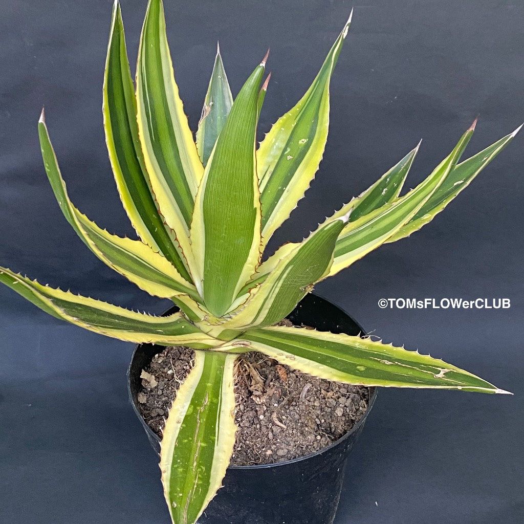 Piante & sementi: Agave Lophantha Variegata Quadricolor - top robust – Nuovo e nell'imballaggio originale da Adliswil venduto da astom369 7