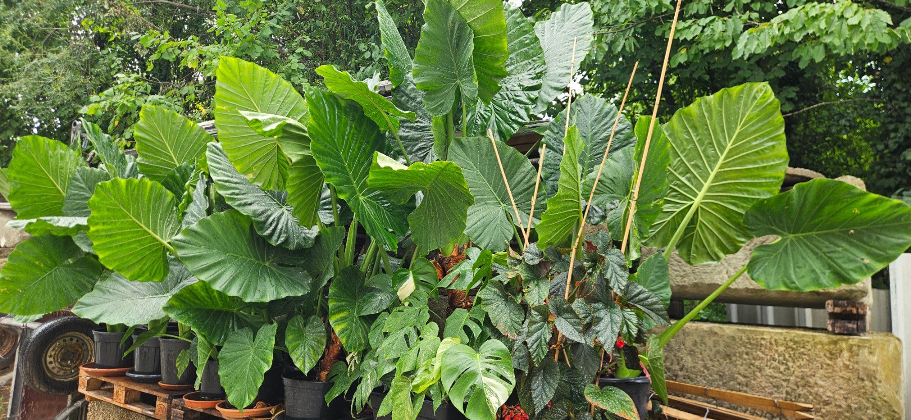 Piante & sementi: Alocasia macrorrhizos – Usato da Wabern venduto da VOLVGNG73 1