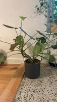 Monstera Zimmerpflanze im Topf