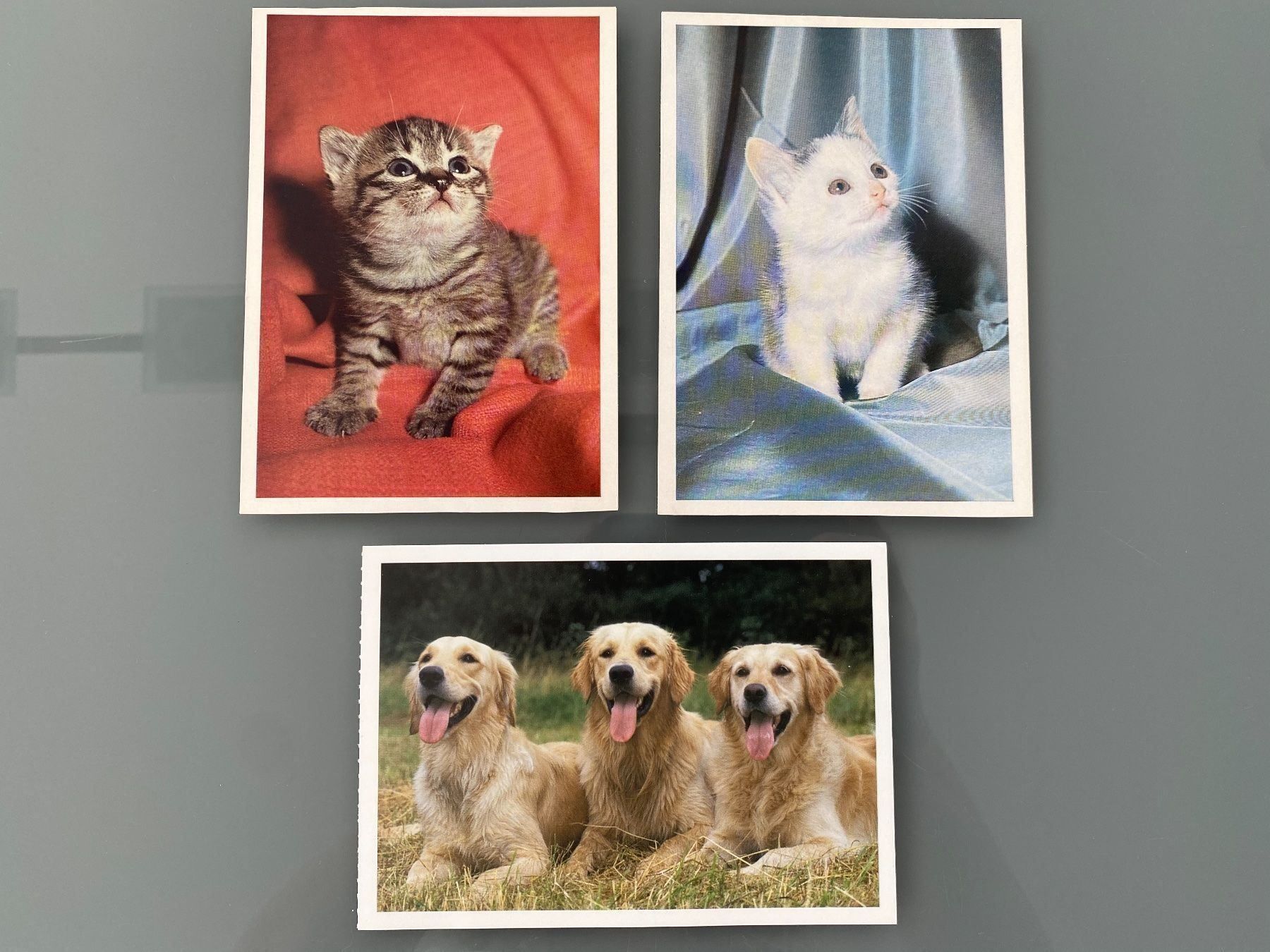 Cartoline: Postkarten Katze und Hund – Nuovo (secondo la descrizione) da Zollikon venduto da Krenapf
