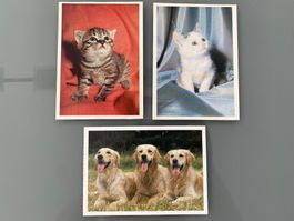 Postkarten Katze und Hund