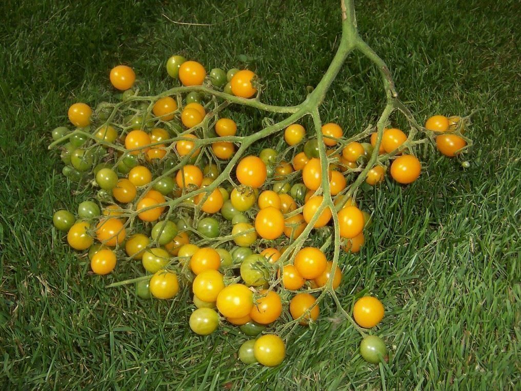 Pflanzen & Samen: Tomate cerise "mille fleurs" 20g – Neu (gemäss Beschreibung) aus Bremblens von FIBONACCI369