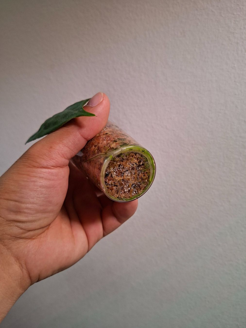 Piante & sementi: Anthurium papillilaminum x, Cutting #3 – Usato da Fahrweid venduto da Zingwei88 2
