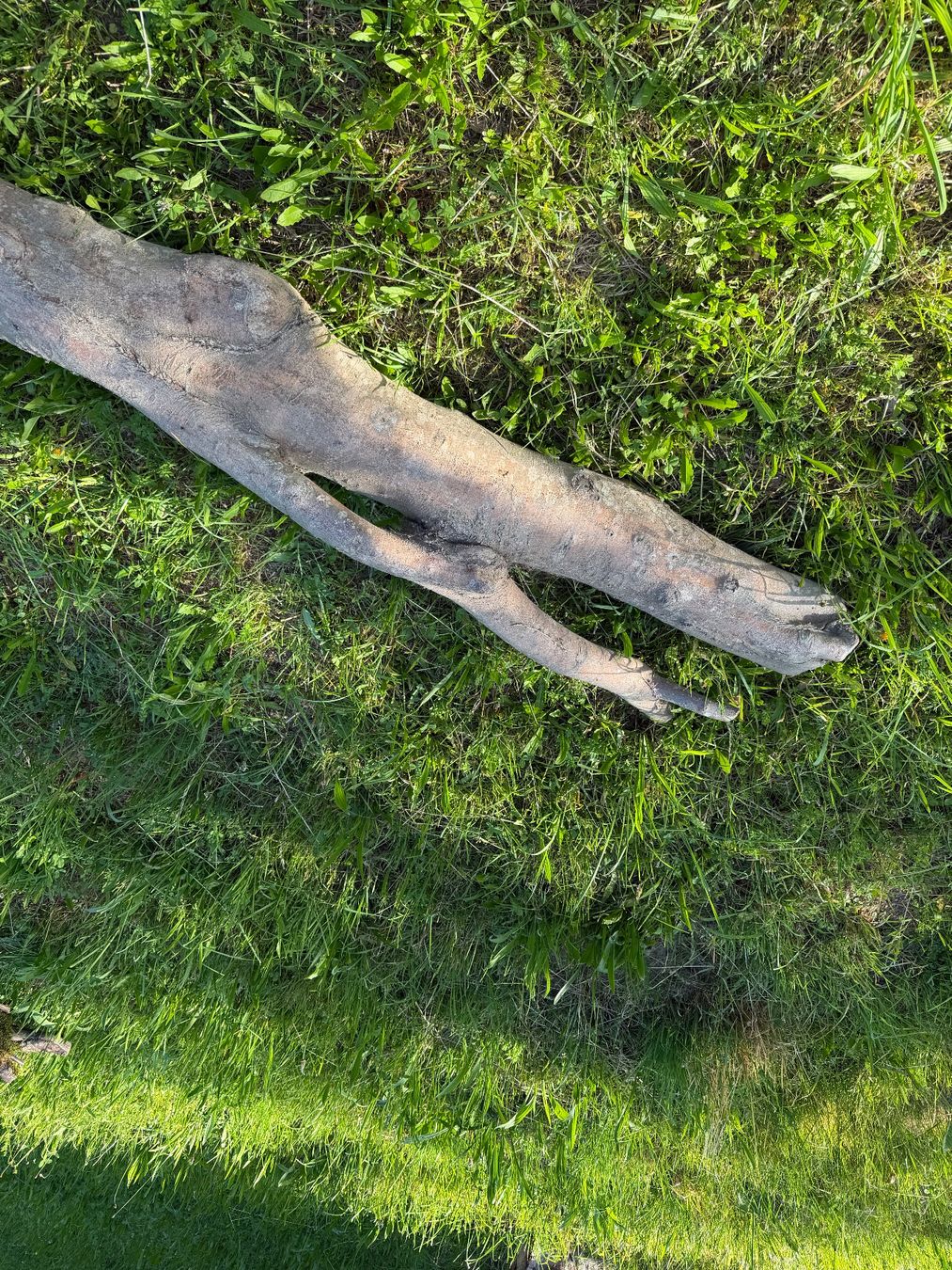 Articoli in legno: Starker, knorriger Baumstamm - Gartendeko – Usato da Huttwil venduto da Burk3 3