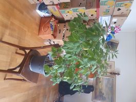 Weihrauchpflanze Iboza riparia Pflanze ca 5 Jährig
