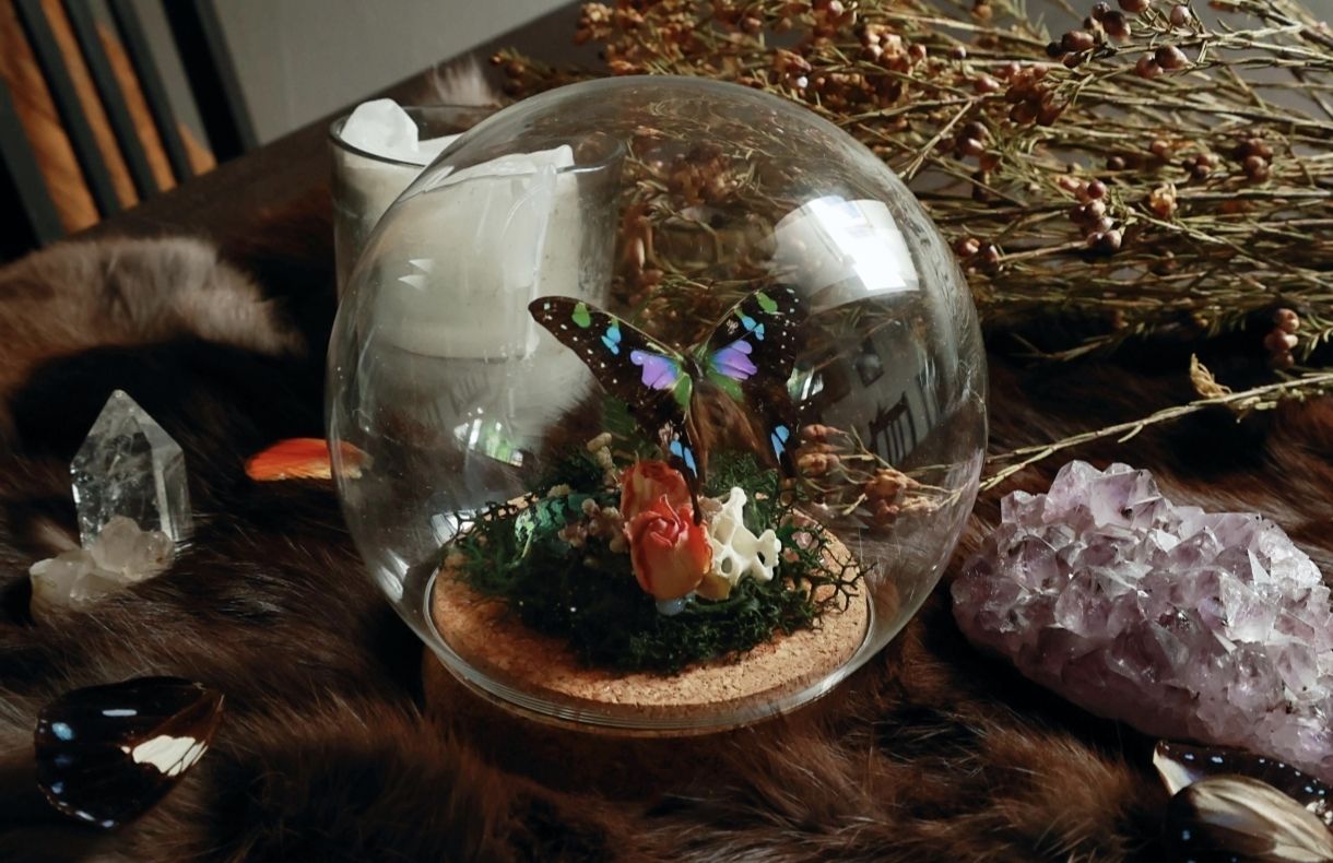 Il mondo degli animali: Schmetterling und Käfer in Glaskuppel – Nuovo (secondo la descrizione) da Hindelbank venduto da Helrune