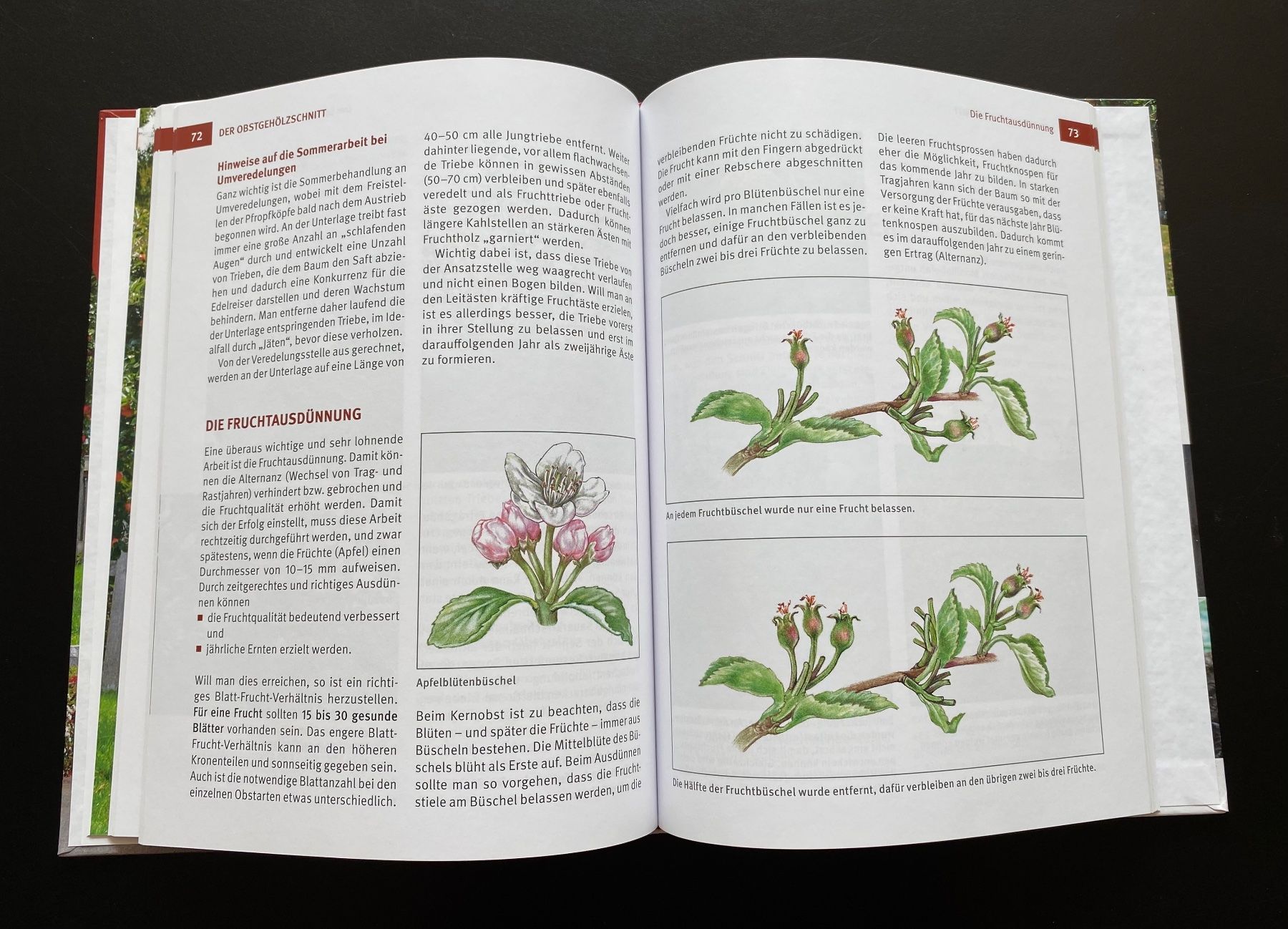 Libri: Hecken- Strauch- und Obstbaumschnitt – Usato da Nussbaumen AG venduto da schuba2000 5