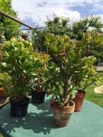 Dickblatt Crassula ovata