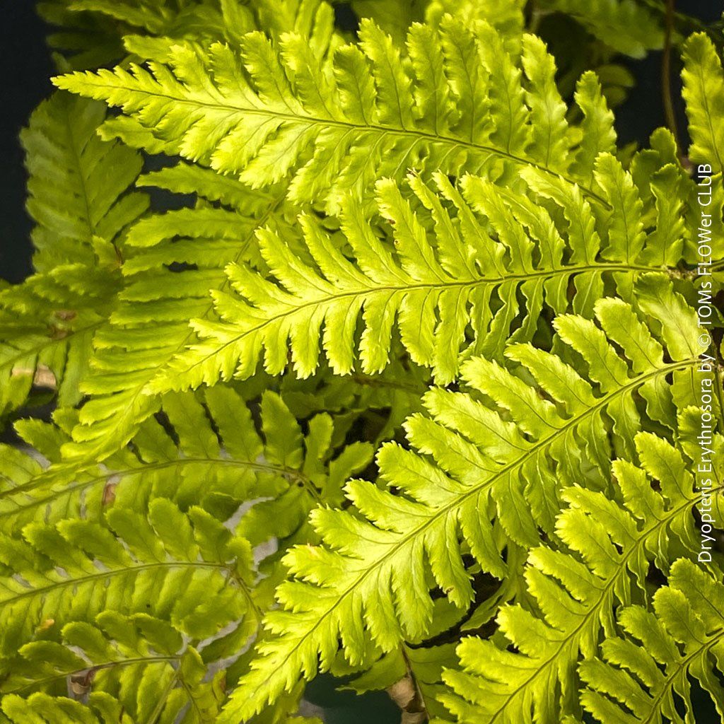 Piante & sementi: DRYOPTERIS ERYTHROSORA – HERBSTFARN – Nuovo e nell'imballaggio originale da Adliswil venduto da TAKEYOURPLANT 4