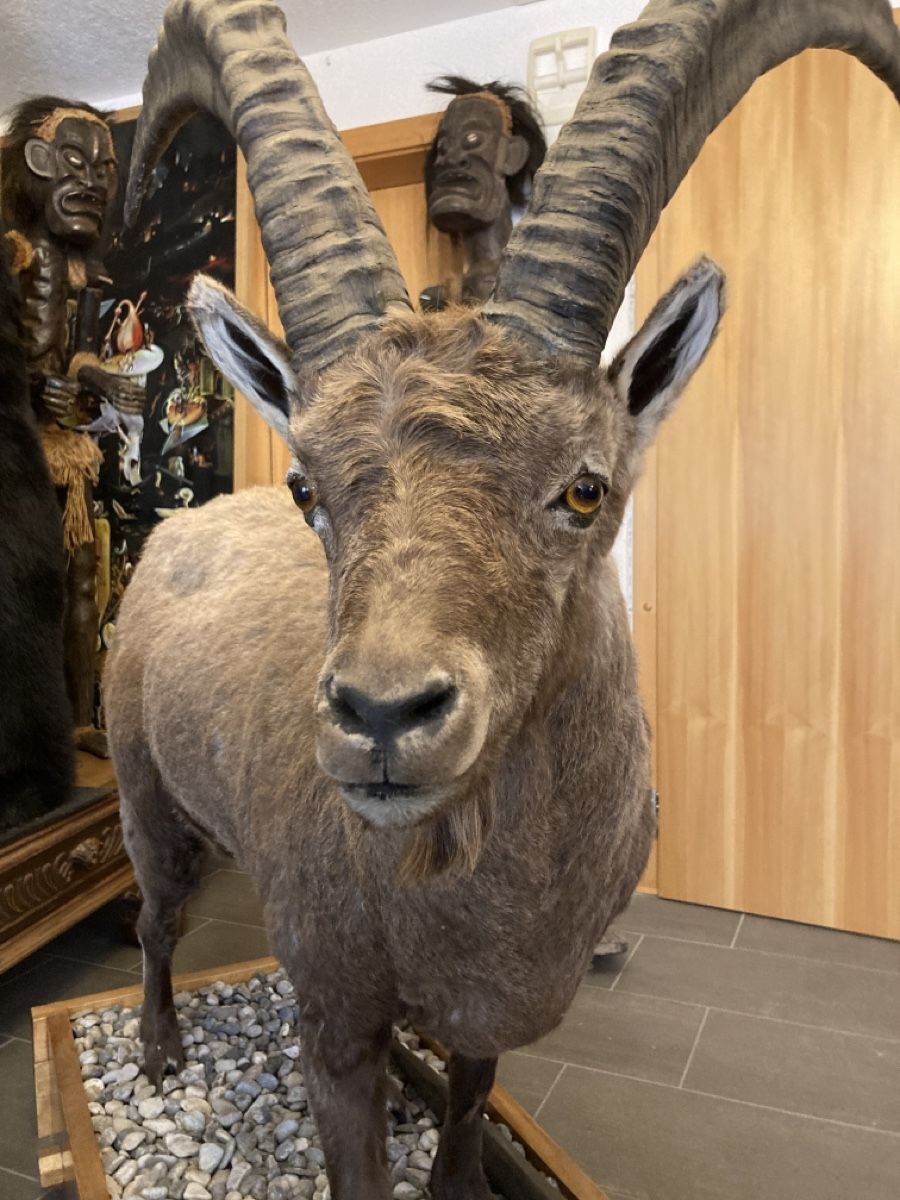 Il mondo degli animali: Bouquetin naturalisé – Nuovo (secondo la descrizione) da Orsières venduto da 2012momo01 5