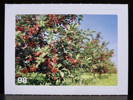MIGROS MANIA Nature Detectives Nr. 98