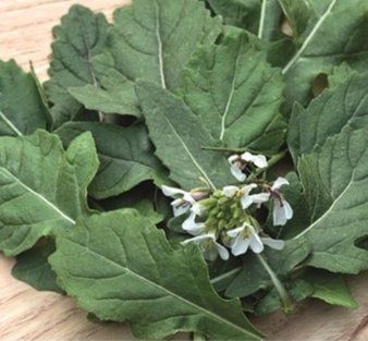 Piante & sementi: Rucola, Rauke Wasabi (Diplotaxis erucoides) / 20 Samen – Nuovo (secondo la descrizione) da Hinteregg venduto da ERFOLG78