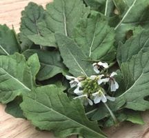 Rucola, Rauke Wasabi (Diplotaxis erucoides) / 20 Samen