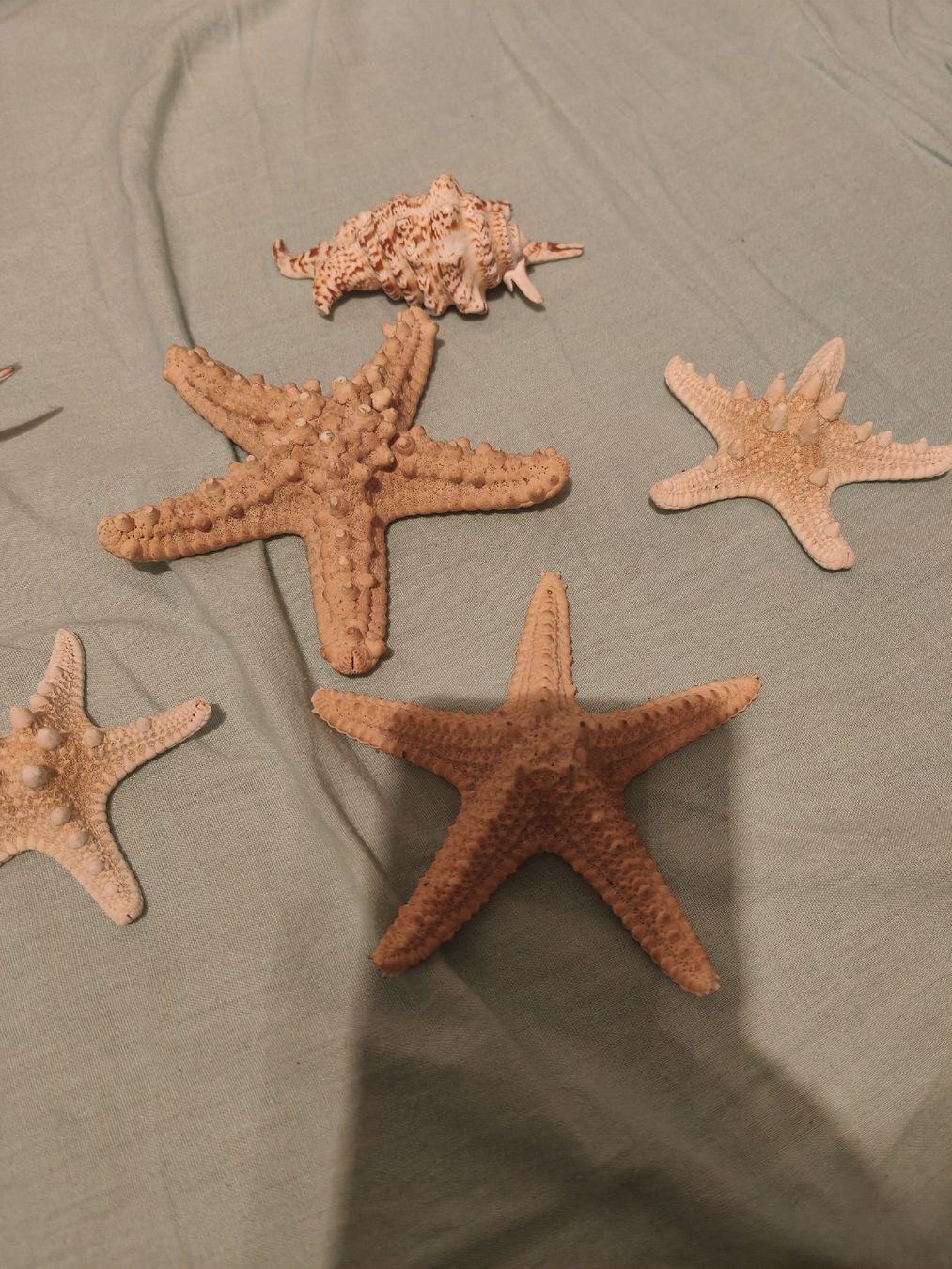 Tutte le decorazioni: deko muscheln – Nuovo (secondo la descrizione) da Schöftland venduto da magicX01 3