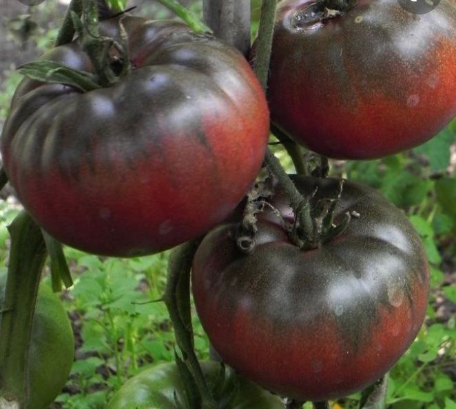 Plantes & graines: “NOIRE DE CRIMÈE”  30 SAMEN TOMATE‪ – Neuf avec emballage d'origine à Rovio par POSITIFFARTandPLANTS 4