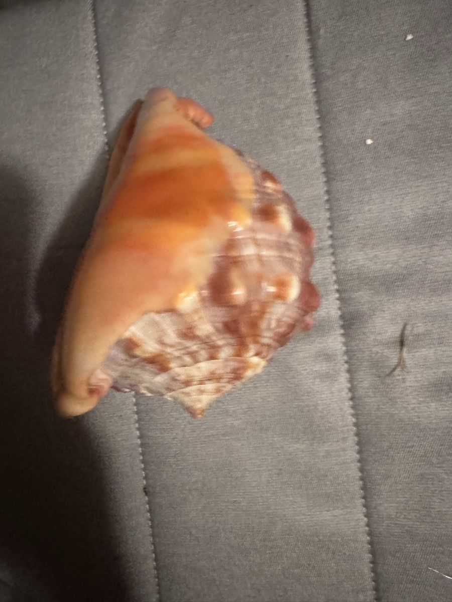 Tutte le decorazioni: Superbe Coquillage Décoratif Rare - – Usato da Martigny venduto da Mrtygn1 3