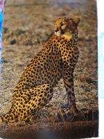 Ansichtskarte Cheetah Kenia