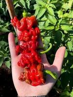Piment de collection Zhou pi la Jiao 2g
