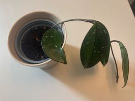Hoya Carnosa Pflanze inkl Übertopf