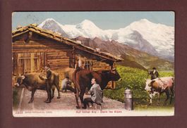 Auf hoher ALP - Dans les ALPES - Kühe - 1910