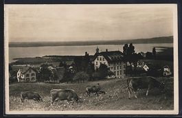 Wienacht, Weidende Rinder vor dem Kurhau