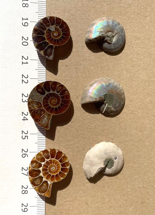 Ammonit-Fossilienpaar Aus Madagaskar – Je 25 Mm, Geschliffen & Poliert – Perfekt Für Sammler Und Energiearbeit