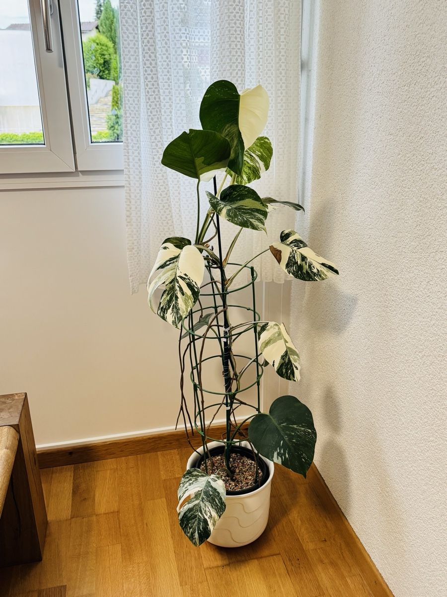 Piante & sementi: Monstera variegata – Usato da Worblaufen venduto da mar_tfk8