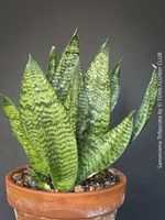Sansevieria Trifasciata - Bogenhanf - 3x im Tontopf