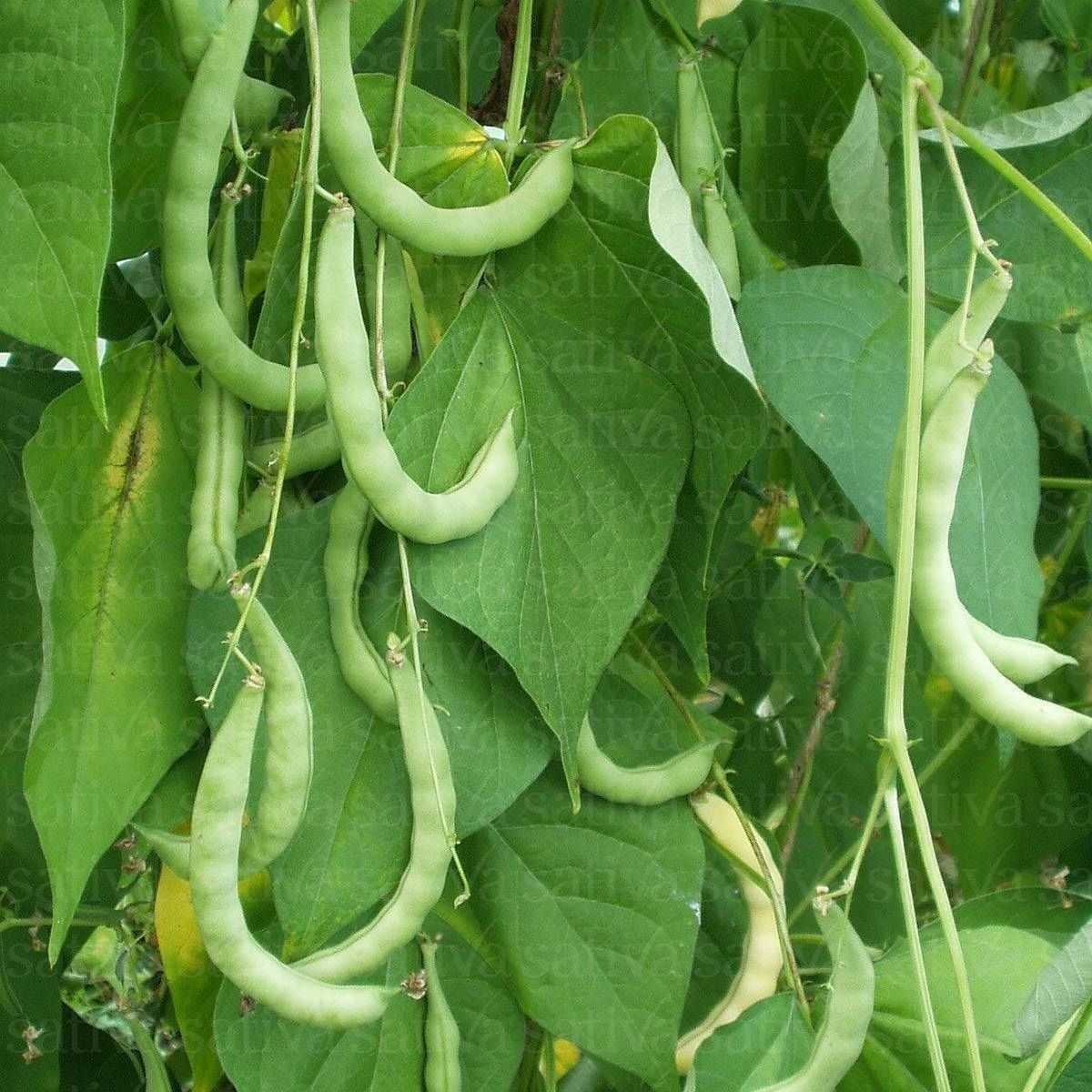 Piante & sementi: 15 Bio Stangenbohnen grünes Posthörnli – Nuovo (secondo la descrizione) da Huttwil venduto da Groempix 1