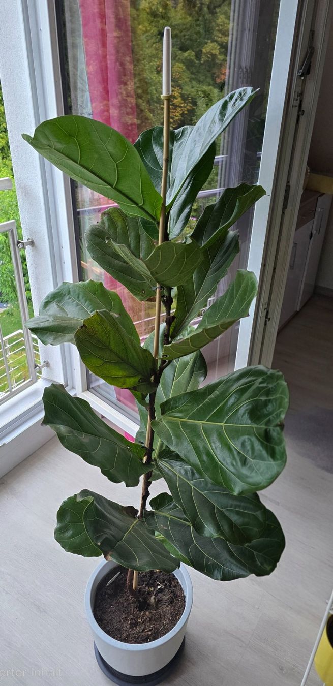 Pflanzen & Samen: Feigenbaum Ficus Lyrata – Gebraucht aus Aarburg von Glitzerschein 3