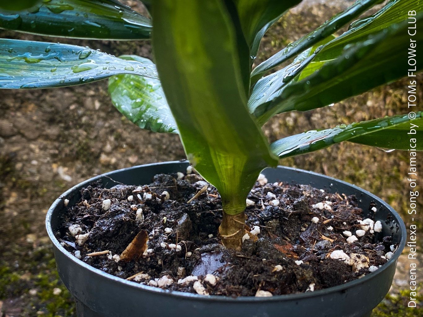 Pflanzen & Samen: Dracaena Reflexa ‘Song of Jamaica’ - tropische Eleganz – Neu und originalverpackt aus Adliswil von astom369 4