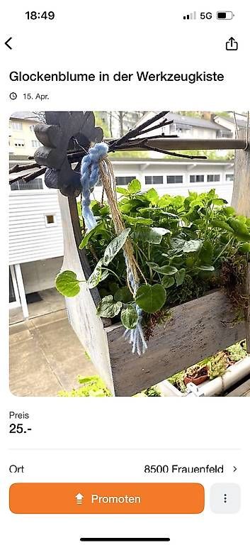 Piante & sementi: Glockenblumen im Werkzeugkistli – Usato da Frauenfeld venduto da Irene.Schuppli 3