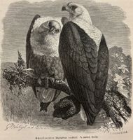 Orig. Holzstich 1876 - Schreiseeadler, Adler