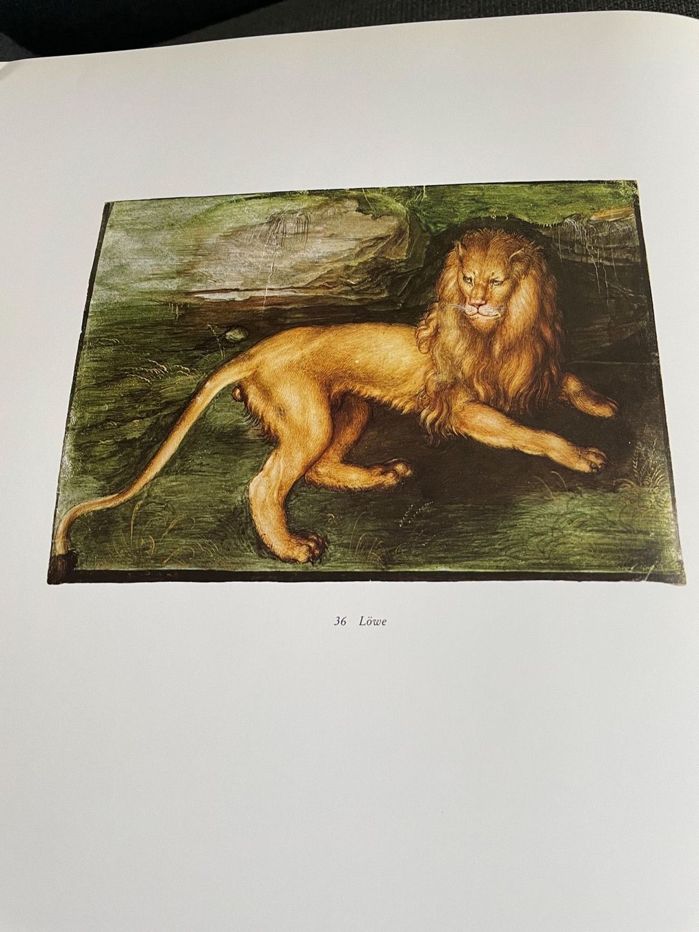 Libri: Libro sull’opera di Albrecht Dürer – Usato da Breganzona venduto da BlueBlue 1