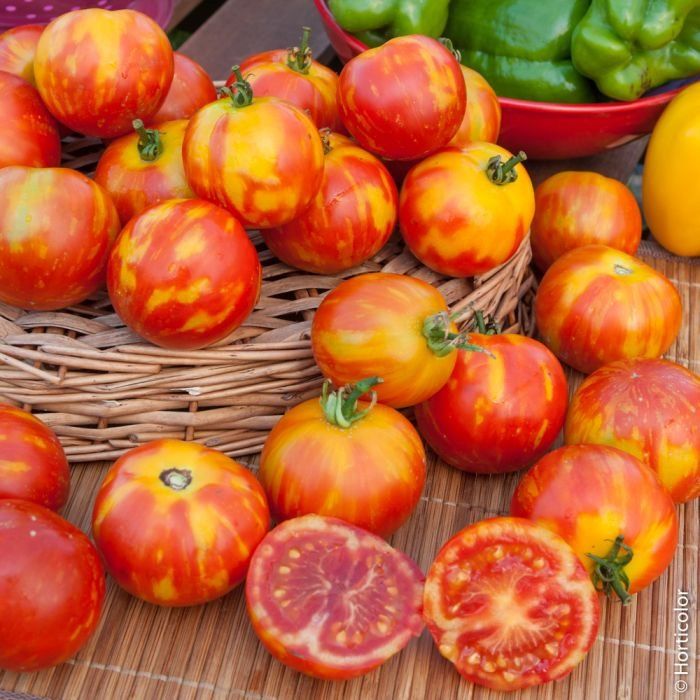 Pflanzen & Samen: TOMATE "Tigerella Bicolore"/ 10 Samen – Neu (gemäss Beschreibung) aus Hinteregg von ERFOLG78