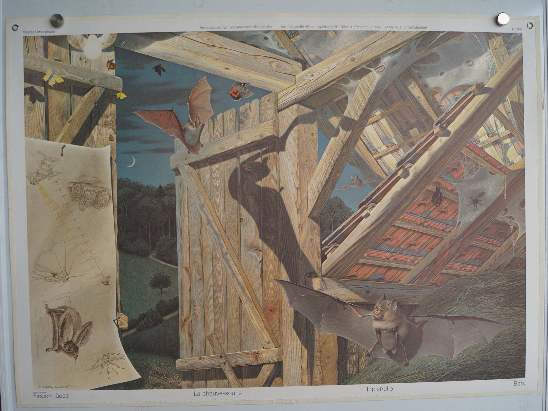 Poster & Bilder: Schulwandbild "Fledermäuse" Walter Linsenmaier Fledermaus – Gebraucht aus Härkingen von sammelbecken 1