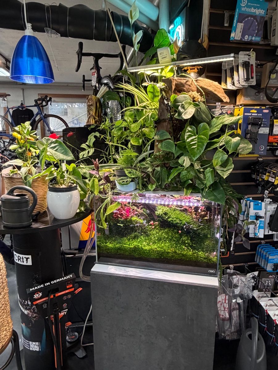 Aquarium: ADA Aquarium 60l – Gebraucht aus Zürich von Gianicerrito 1
