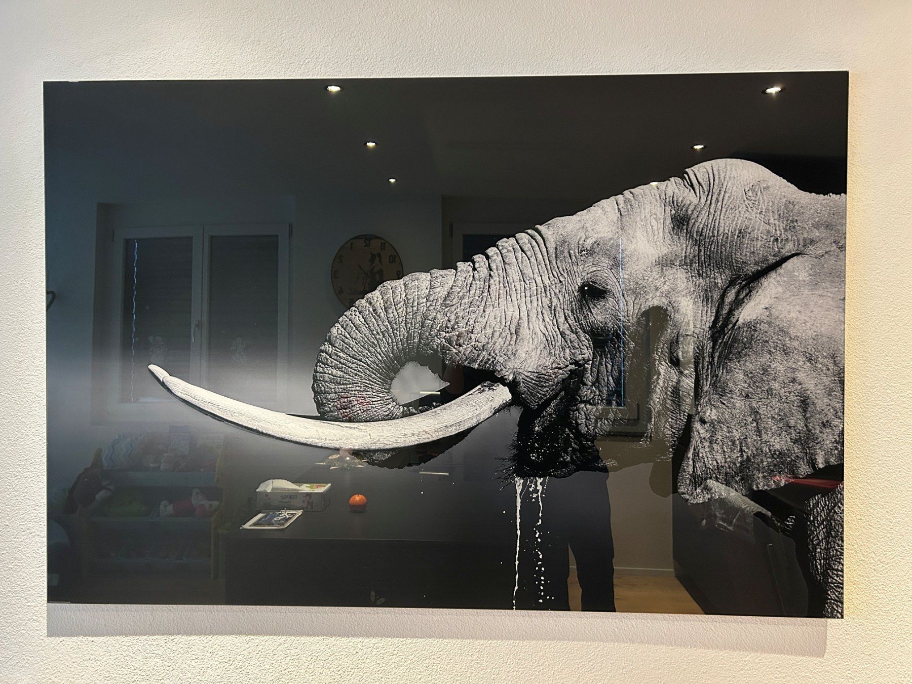 Foto & Immagini: Bild Elefant Acrylglas – Nuovo e nell'imballaggio originale da Luthern venduto da haefliger81