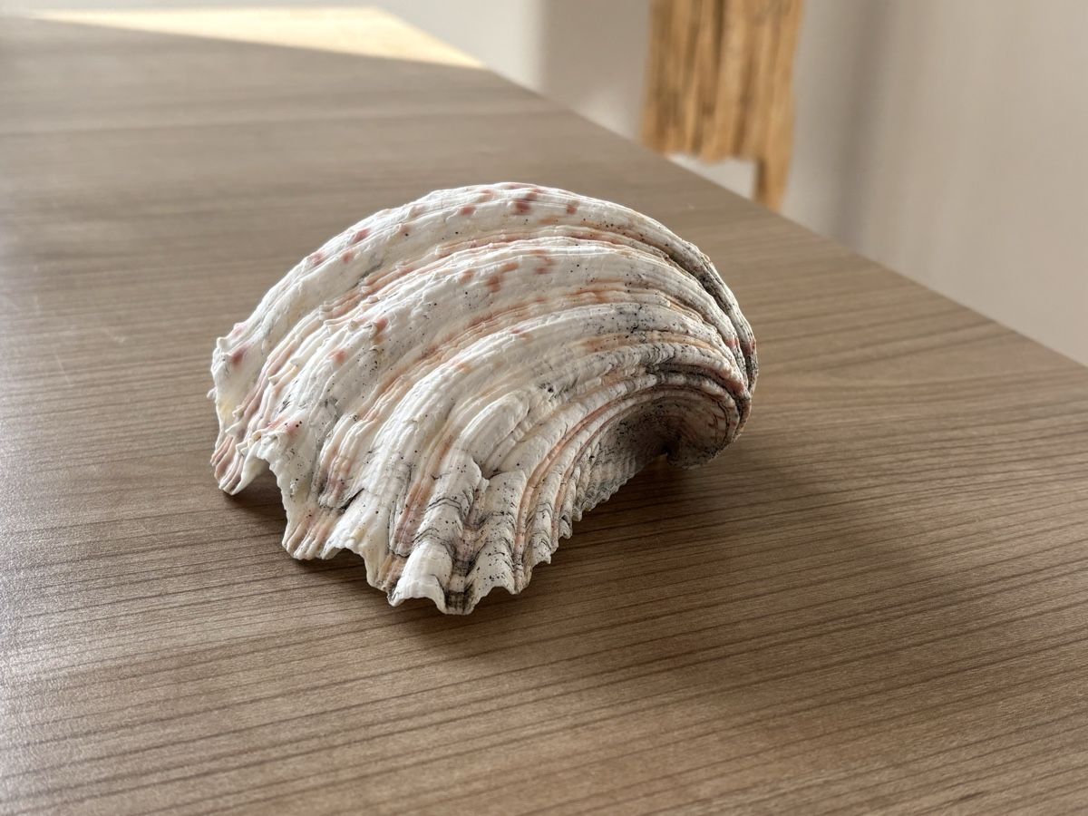 Fossilien: Grosse Muschel - 19,5cm - Windlicht – Gebraucht aus Jona von Sid100 2
