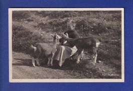 CHEVRES / ZIEGEN